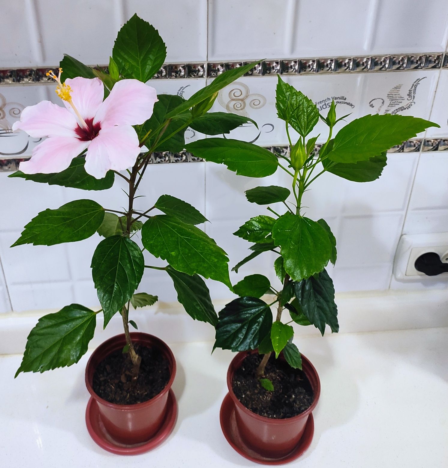 Продаётся китайская роза РОЗОВАЯ. Большой красивый куст 70см.