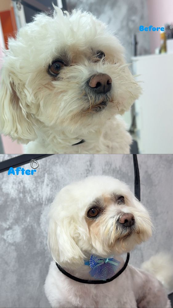 Frizerie canina,feline & spa / tuns catei /salon catei Galati