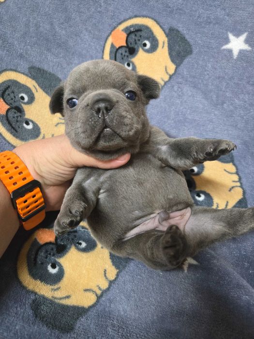 Bulldog Francez Blue