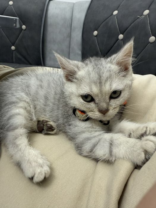 серебристый шиншеллa