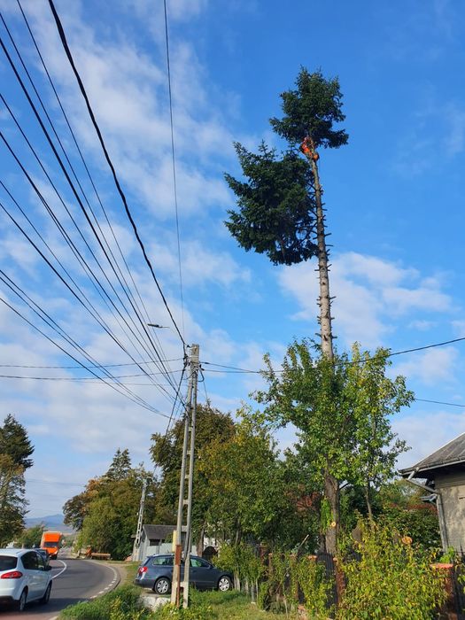 Toaletare arbori defrisari toaletari arbori copaci taiere taieri arbor