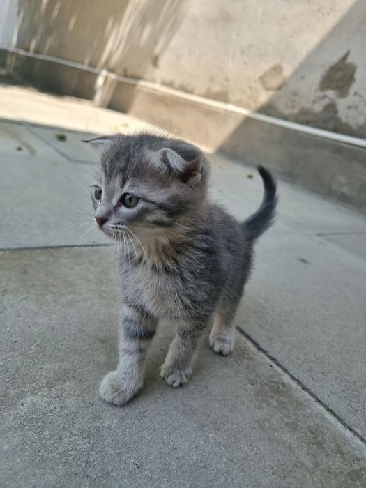 Вислоухие  котята продаются.  Очень милые .