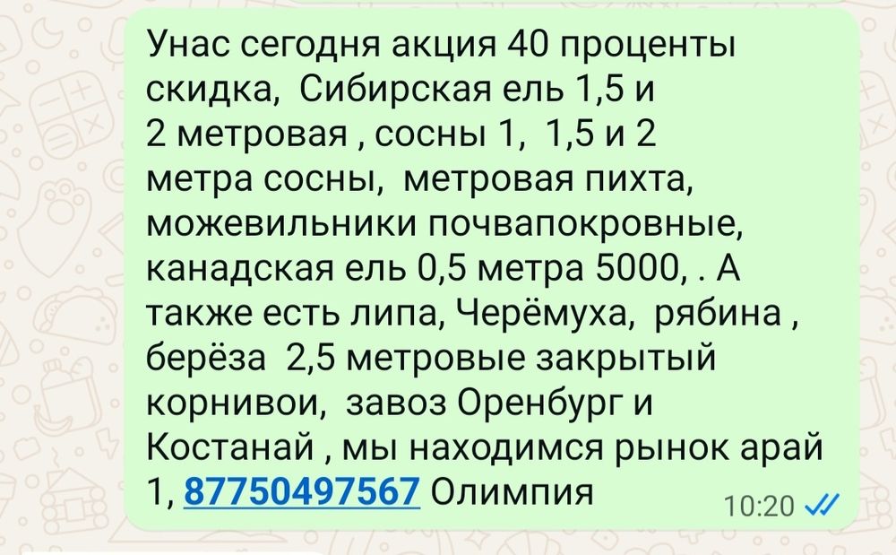 Сосны и елки сибирская и коника