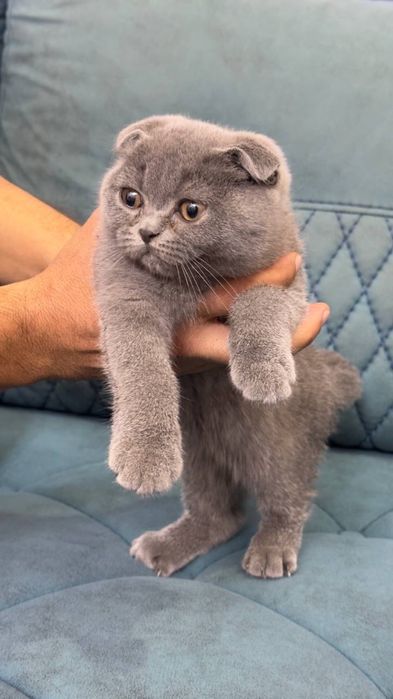 Skotish fold mushukcha