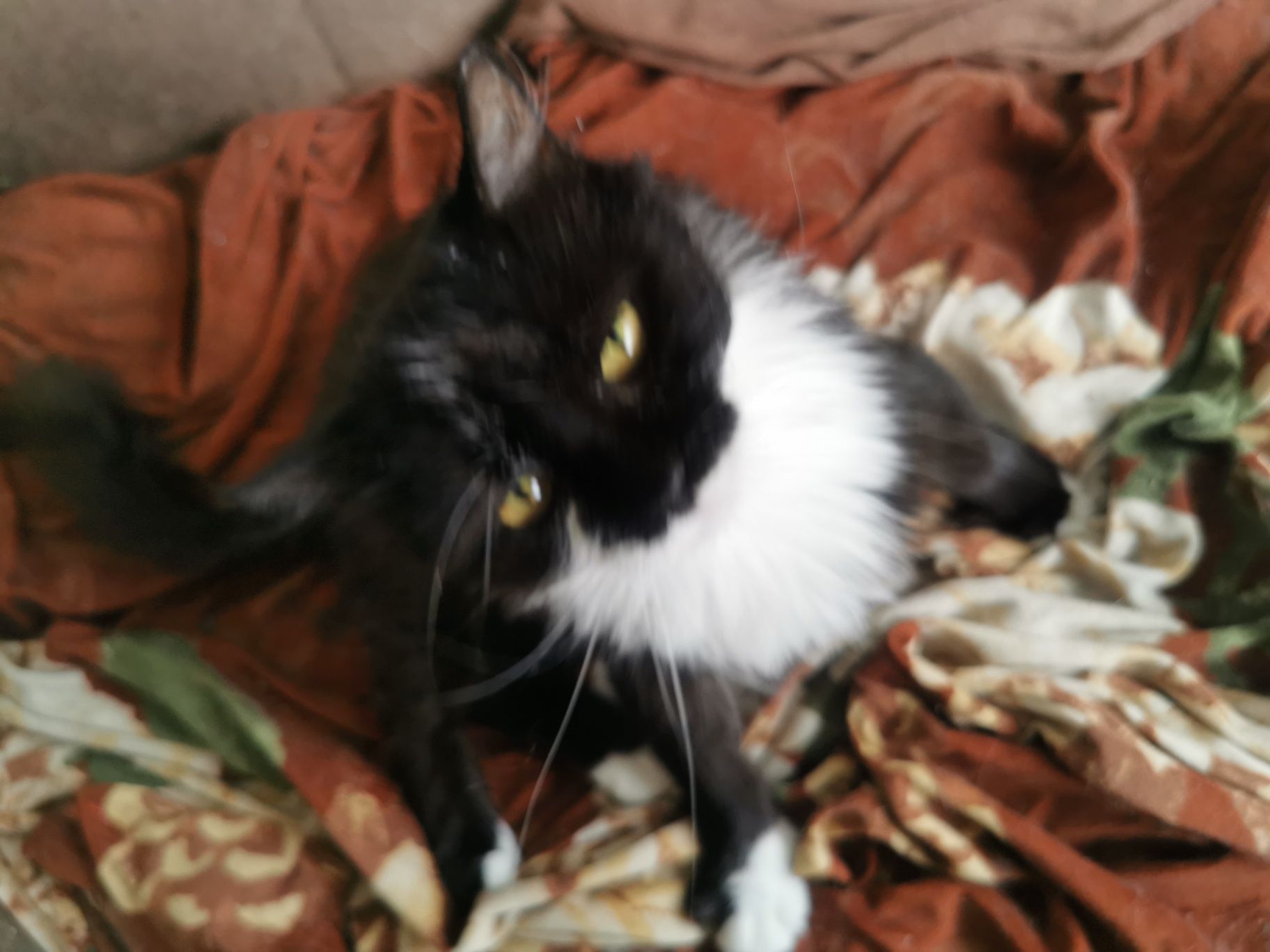 Котка за осиновяване