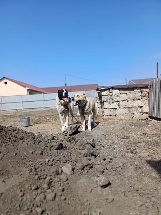 Щенки Алабая 1 штук ургашы калд