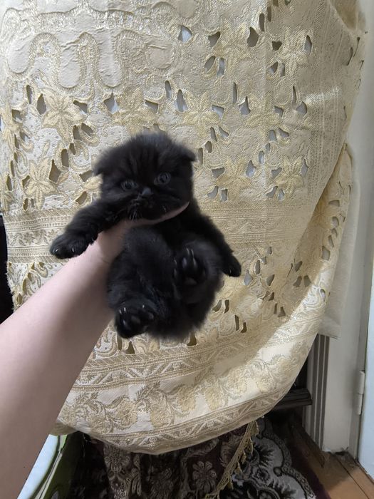 Зотдор скоттиш фолд мушук сотилади.