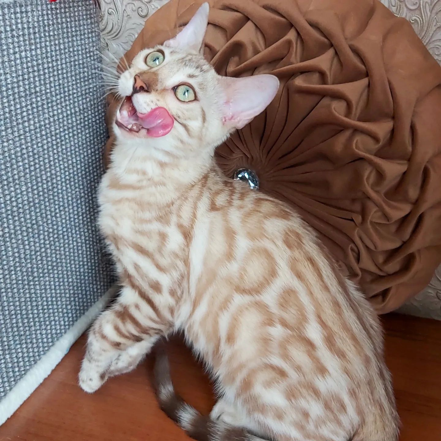 БЕНГАЛЫ СНЕГ. Snow Bengal cats