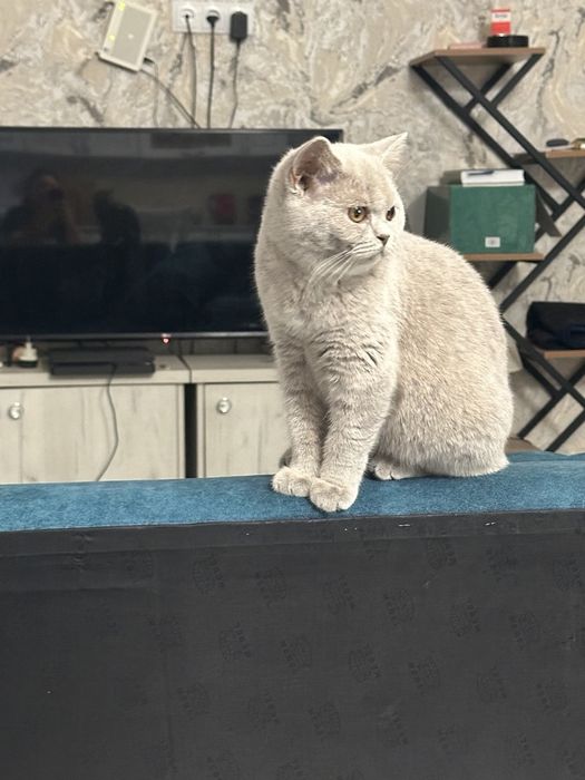 Чистокровные котята скотиш фолд