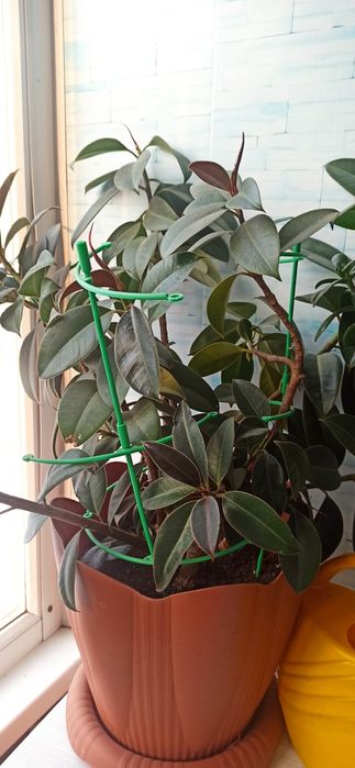 Фикус каучуконосный.