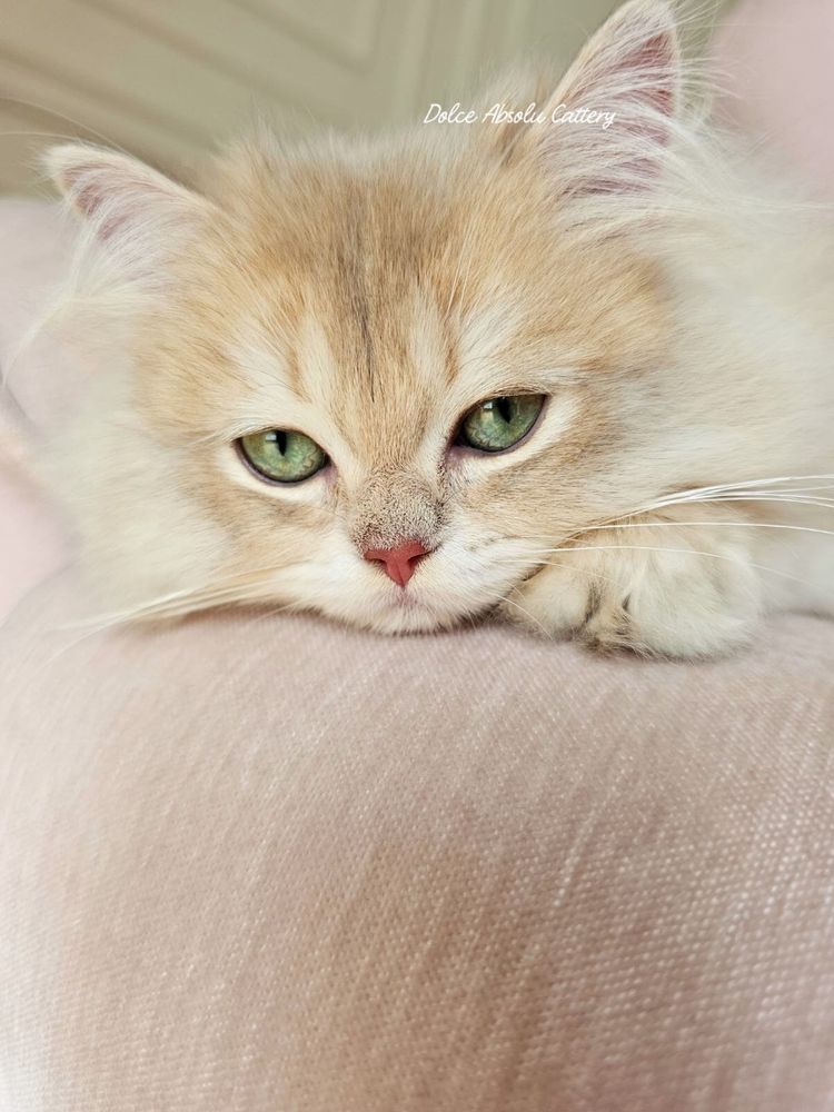 Fetita British Longhair cu ochi verzi, pedigree