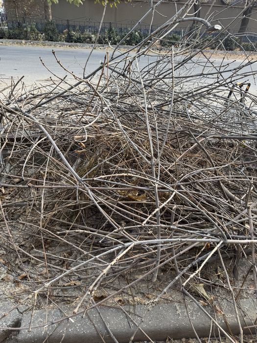 Ветки бесплатно, самовывоз!