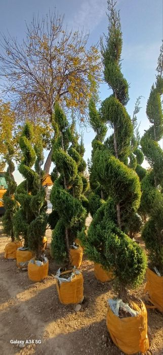 Манзарали арча дарахлар оптом нархда телефон кивурила хохлаган объёмда