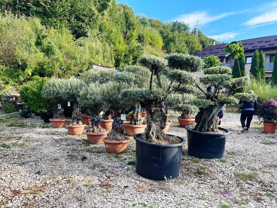 Plante ornamentale elegante pentru curți moderne