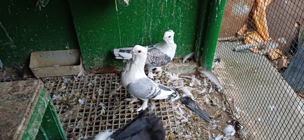 Porumbei Voltați indieni,voltatii normali  jucători și satineti