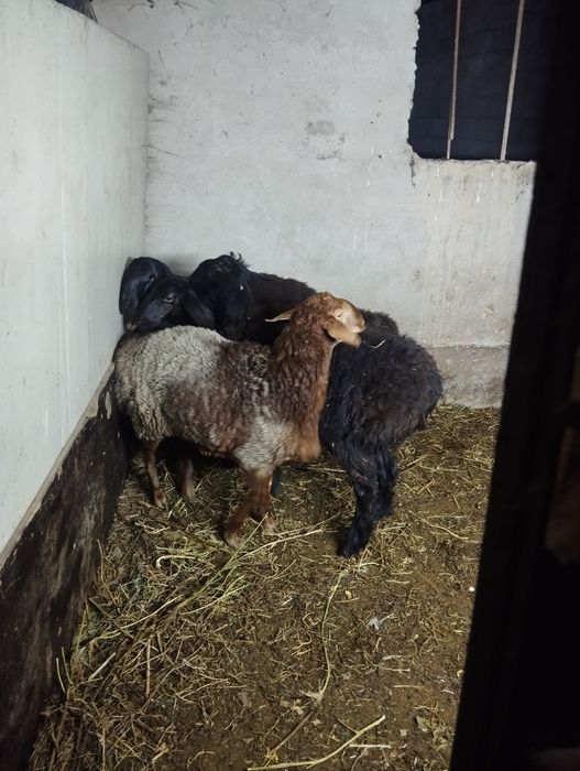 Овцы гусарская порода