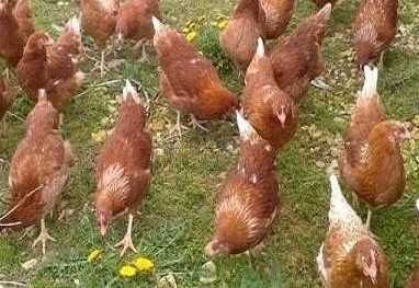 Puicuțe Lohmann Clasic – Performanță, Randament și Încredere