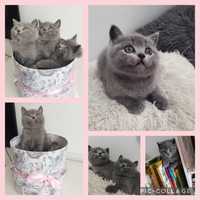 Puiuti British shorthair