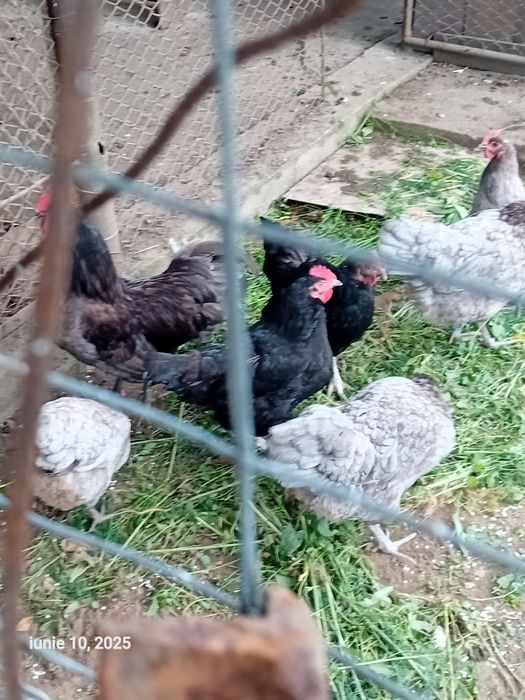 Vând puii de găină rasă Australorp albastru și negru