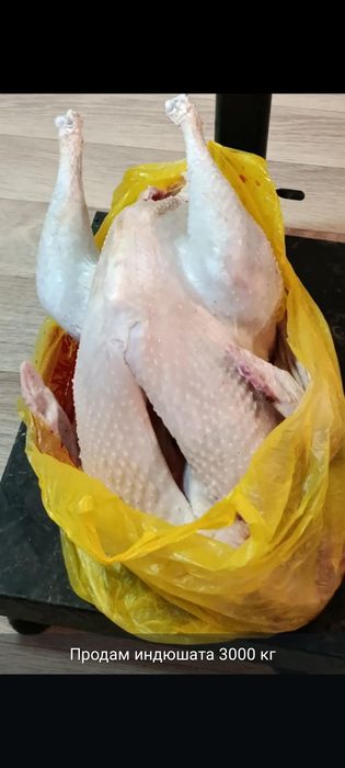 Продам Утка гусь индюк