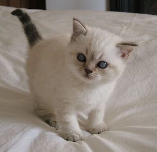 British Shorthair mascul