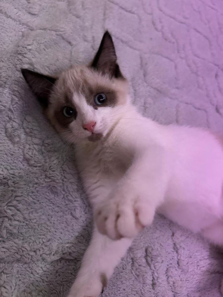 отдам  котят  даром