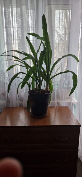 Продам комнатное растение