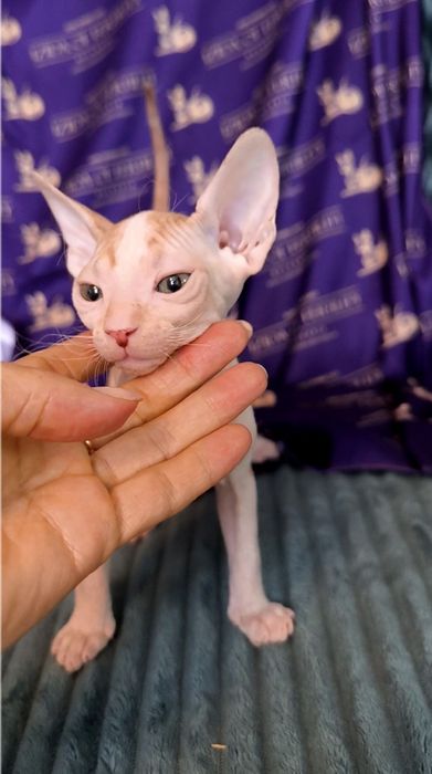 Донски Сфинкс чистокръвно момиченце