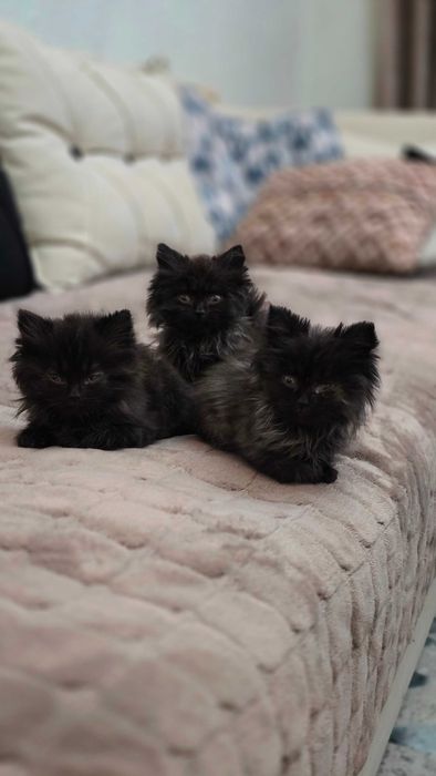 Продаются котята