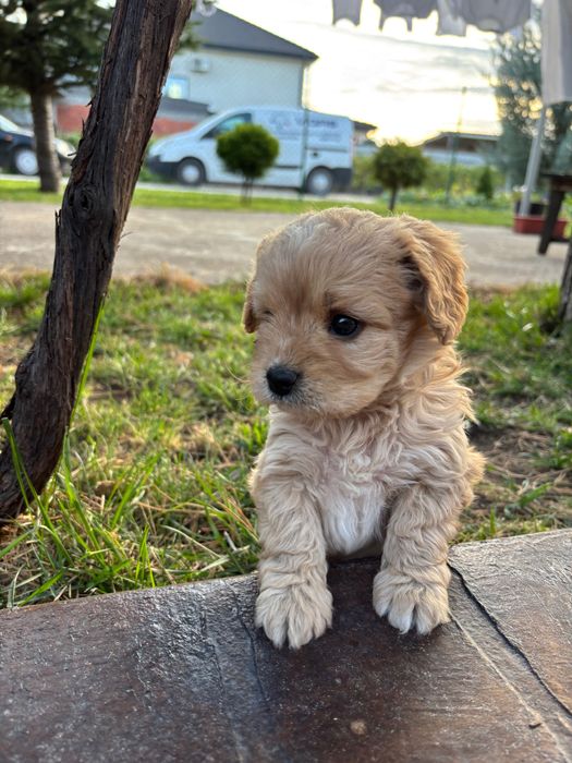 Кавапу///Cavapoo
