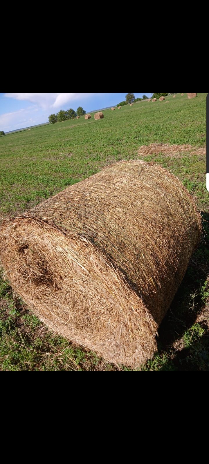 Vând baloți de lucernă