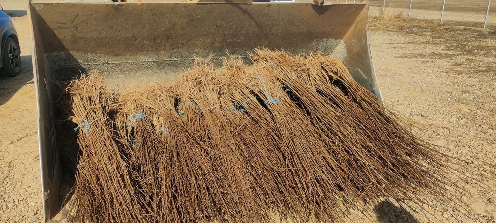 Puieți desalcâm cu creșterea dublă