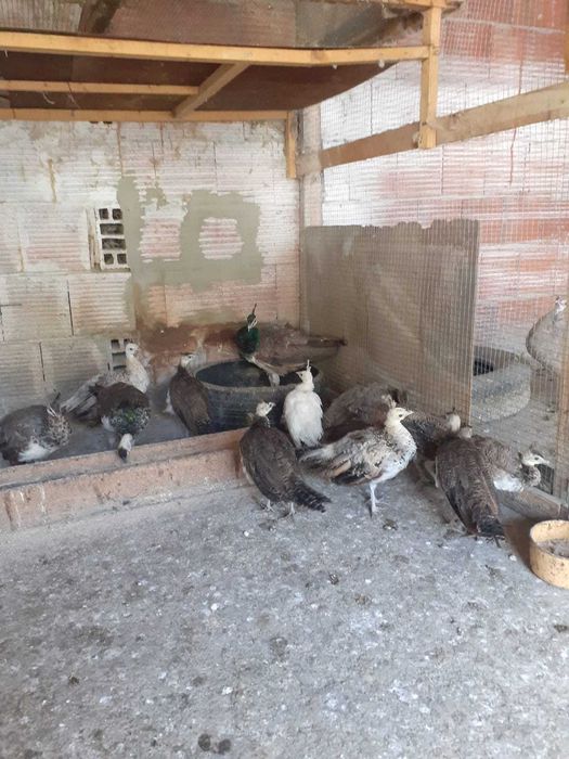 Продавам паунчета