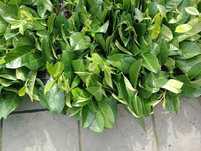 Laur englezesc Prunus Laurocerasus  Novita, Caucasica  10-25cm
