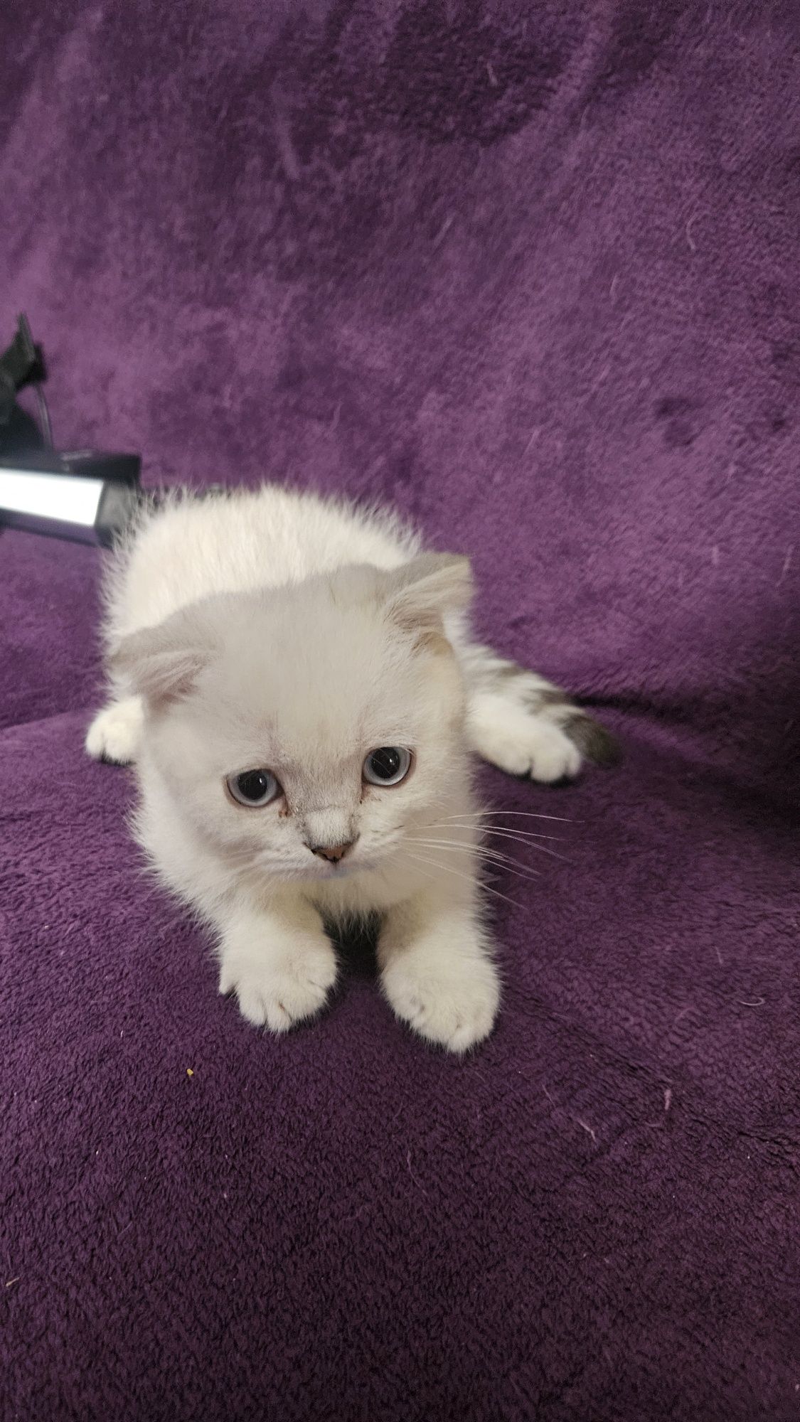 Scottish fold color point ochii albastri