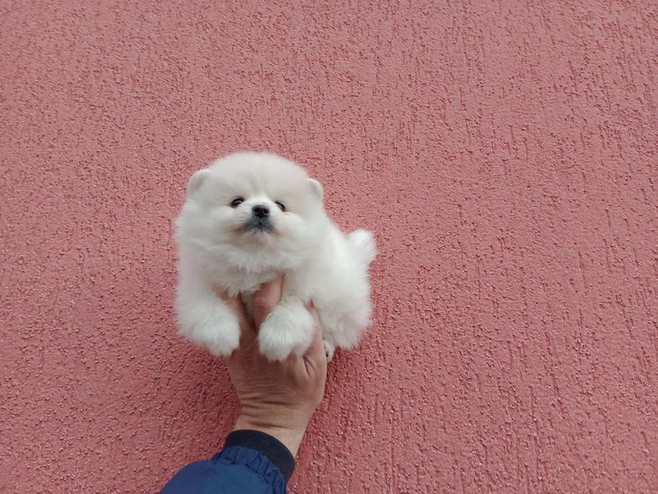 Женски Померани !