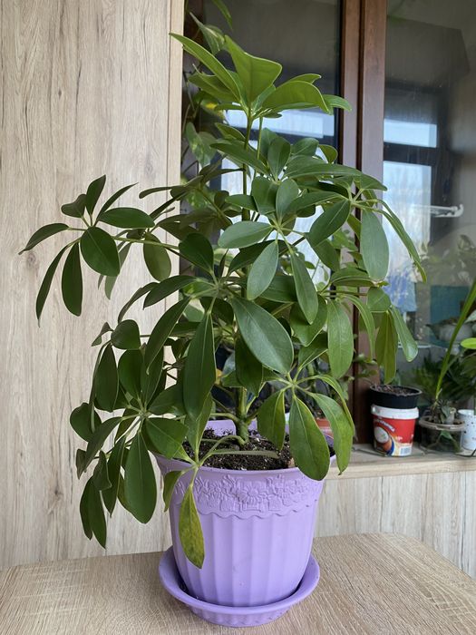 Шеффлера продам Цветы комнатные озеленение