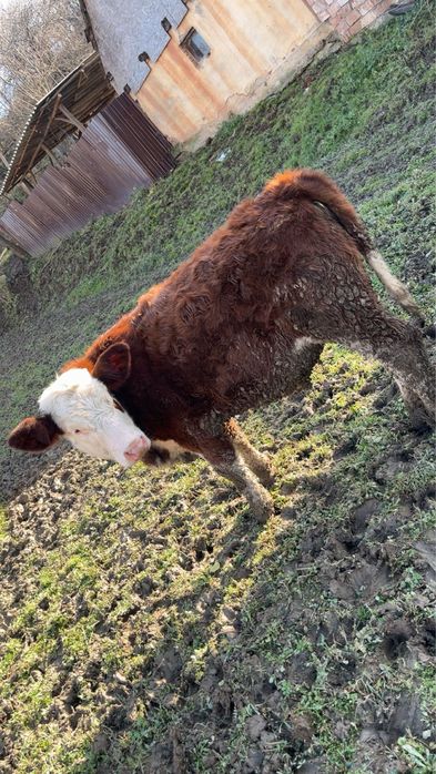 De Vanzare 2 Vitele …