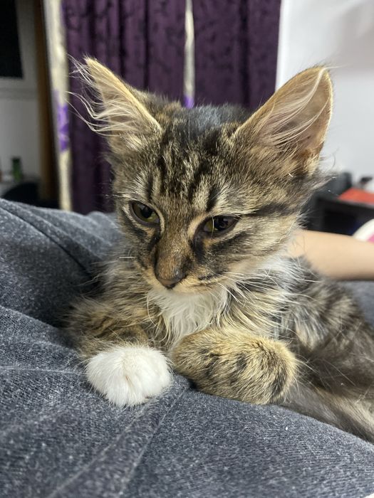 Pisicuta spre adoptie