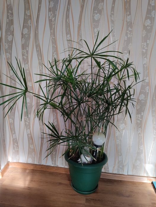 Продам  взрослый циперус