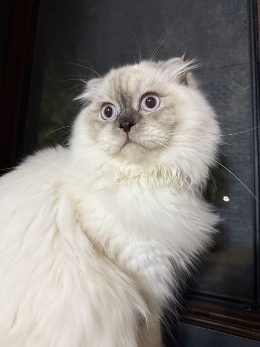 Skotish fold o’g’il bola 7 oylik