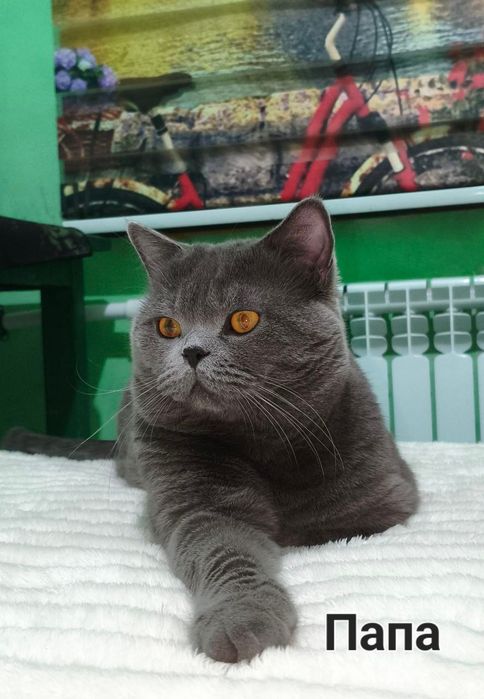 Scottish Fold и Scottish Straight.