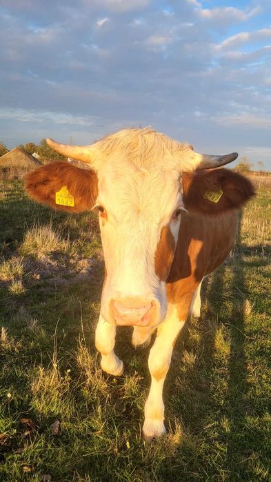 Vaca gestanta 5 luni