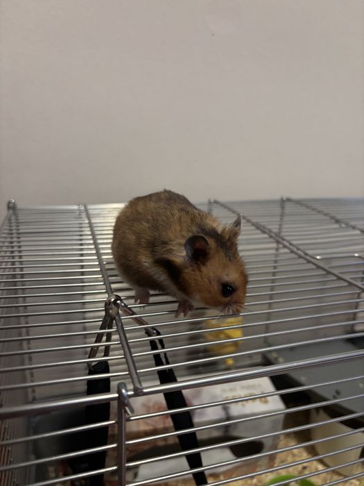 Vând hamster cu cușcă frumoasă complet.
