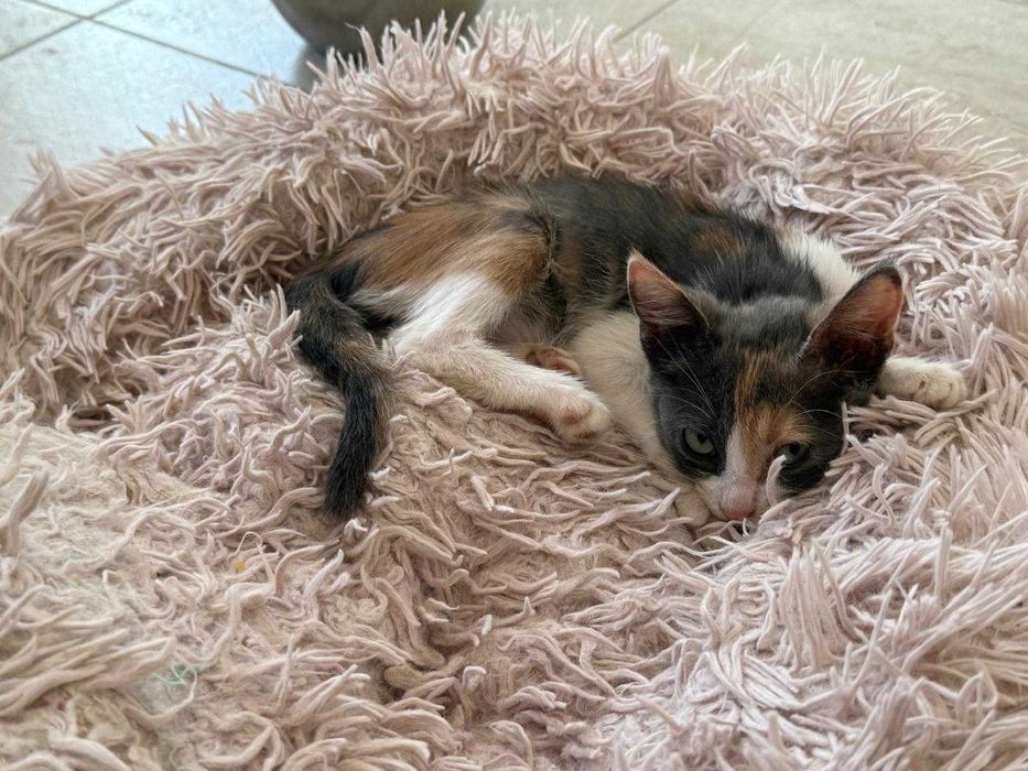 Adoptie pisicuta - ia ma acasa si te voi iubi neconditionat