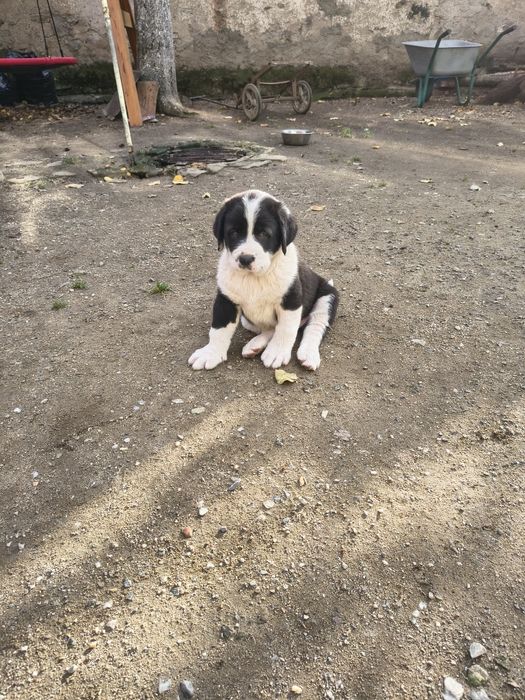 Ciobanesc de Asia Centrala( Alabai)