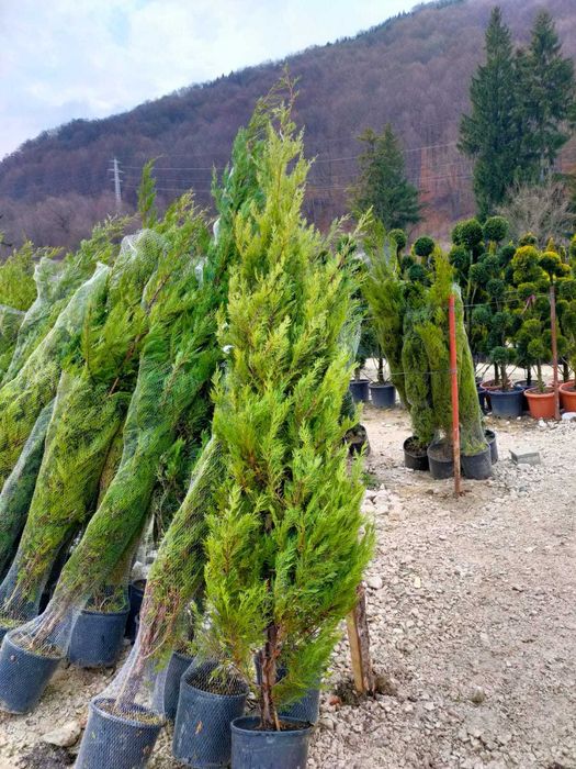 Arbore Cupressocyparis Leylandii