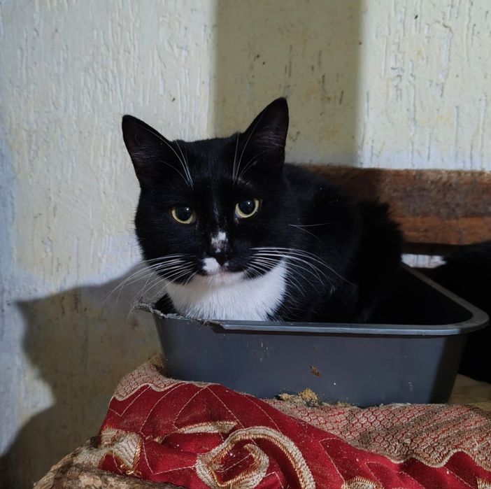 Кот, молоденький котик