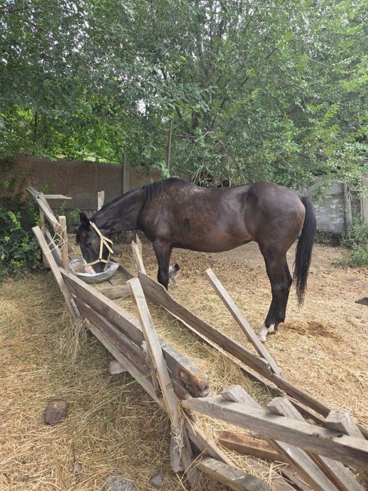 лошадь с красным паспортом