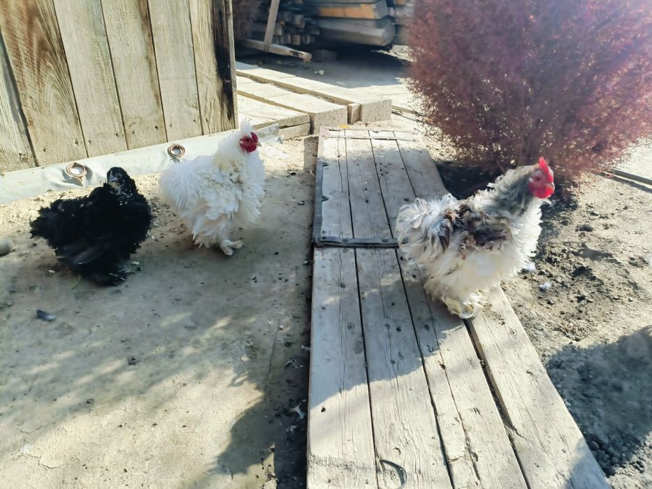 Карлики карлики карлики